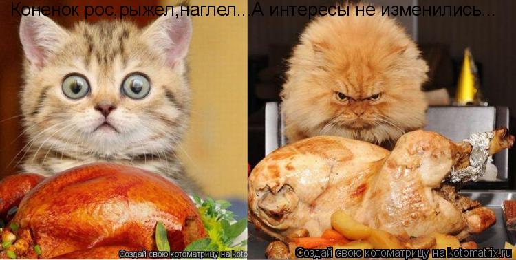 Коненок рос,рыжел,наглел...А интересы не изменились...... Котоматрица: Коненок рос,рыжел,наглел...А интересы не изменились...