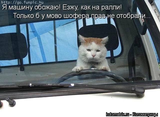 Я машину обожаю! Езжу, как на ралли! Только б у мово шофера прав не отобрали...... Котоматрица: Я машину обожаю! Езжу, как на ралли! Только б у мово шофера прав не отобрали...