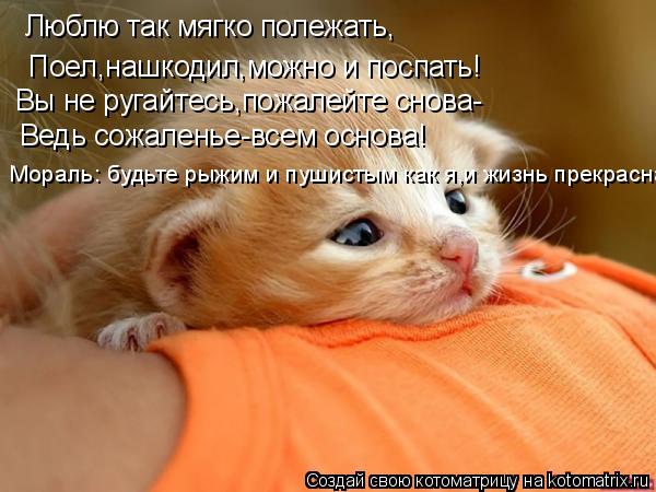 Люблю так мягко полежать, Поел,нашкодил,можно и поспать! Вы не ругайтесь,пожалейте снова- Ведь сожале... Котоматрица: Люблю так мягко полежать, Поел,нашкодил,можно и поспать! Вы не ругайтесь,пожалейте снова- Ведь сожаленье-всем основа! Мораль: будьте рыжим и