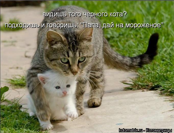 видишь того черного кота? подходишь и говоришь: "Папа, дай на мороженое" подходишь и говоришь: "Папа... Котоматрица: видишь того черного кота? подходишь и говоришь: "Папа, дай на мороженое" подходишь и говоришь: "Папа, дай на мороженое"