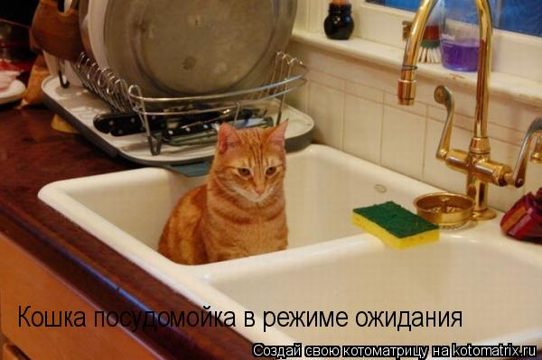 Кошка посудомойка в режиме ожидания... Котоматрица: Кошка посудомойка в режиме ожидания