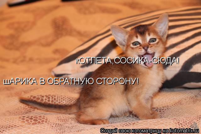 кОТЛЕТА,СОСИКА-СЮДА! шАРИКА В ОБРАТНУЮ СТОРОНУ!... Котоматрица: кОТЛЕТА,СОСИКА-СЮДА! шАРИКА В ОБРАТНУЮ СТОРОНУ!