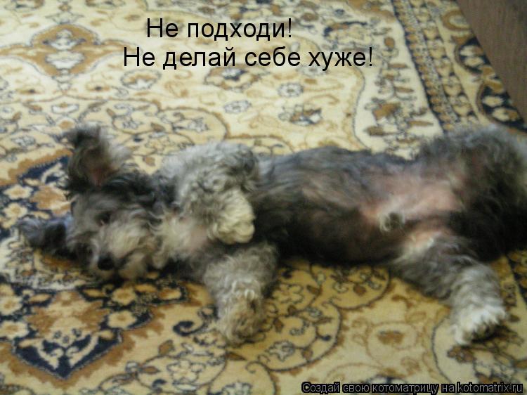 Не подходи! Не делай себе хуже!... Котоматрица: Не подходи! Не делай себе хуже!