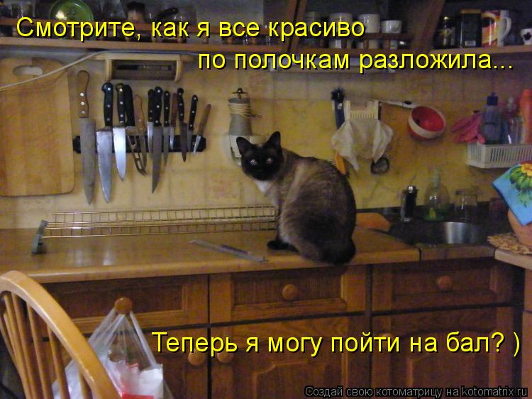 Смотрите, как я все красиво по полочкам разложила... Теперь я могу пойти на бал? )... Котоматрица: Смотрите, как я все красиво по полочкам разложила... Теперь я могу пойти на бал? )