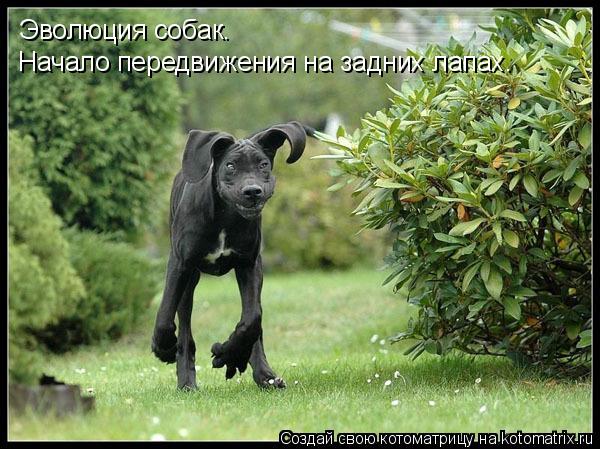 Эволюция собак. Начало передвижения на задних лапах.... Котоматрица: Эволюция собак. Начало передвижения на задних лапах.