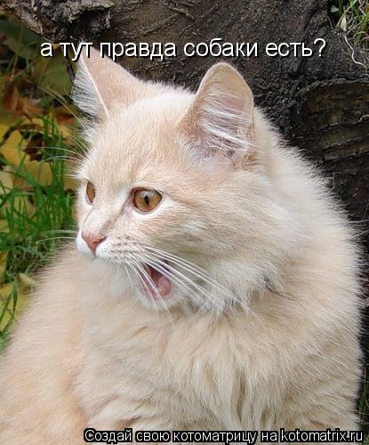 а тут правда собаки есть?... Котоматрица: а тут правда собаки есть?