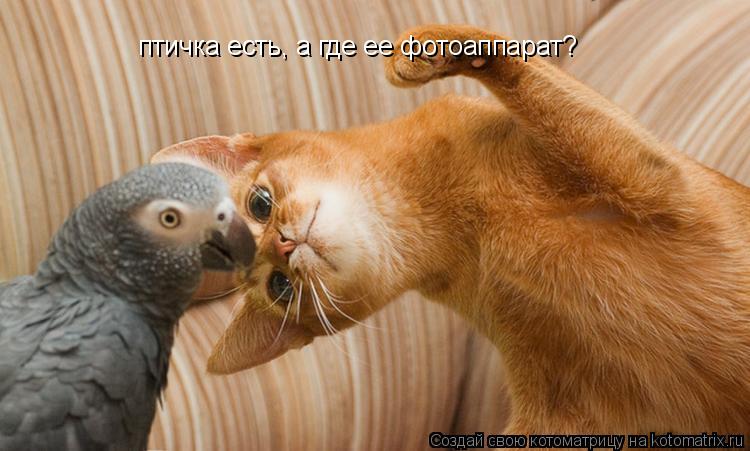 птичка есть, а где ее фотоаппарат?... Котоматрица: птичка есть, а где ее фотоаппарат?