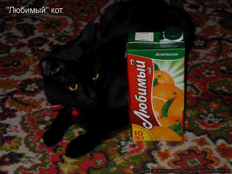 "Любимый" кот.... Котоматрица: "Любимый" кот.