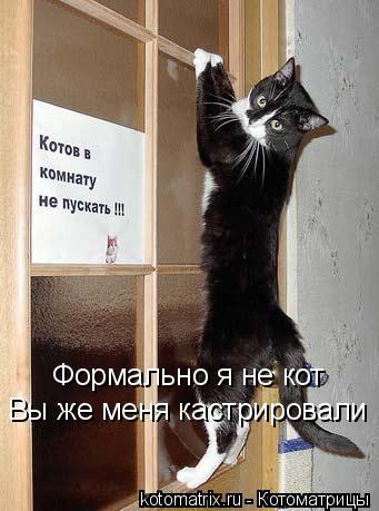 Формально я не кот Вы же меня кастрировали... Котоматрица: Формально я не кот Вы же меня кастрировали