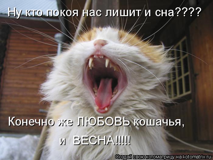 Ну кто покоя нас лишит и сна???? Конечно же ЛЮБОВЬ кошачья, и ВЕСНА!!!!!... Котоматрица: Ну кто покоя нас лишит и сна???? Конечно же ЛЮБОВЬ кошачья, и ВЕСНА!!!!!