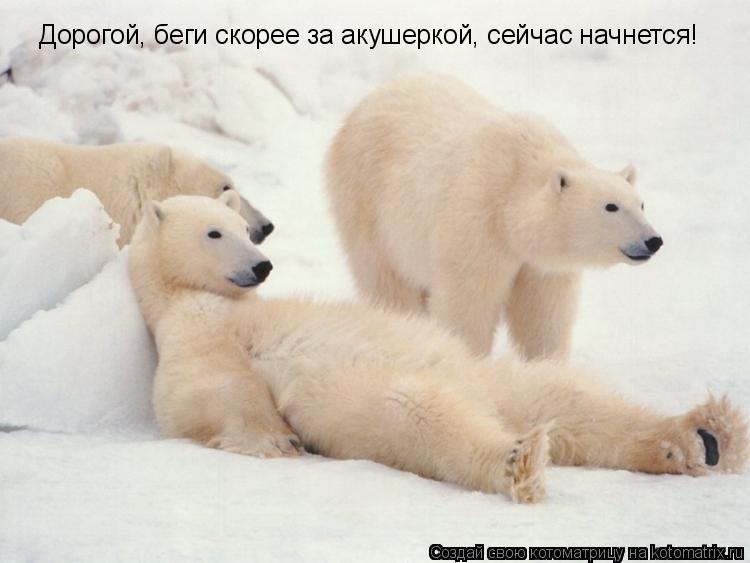 Дорогой, беги скорее за акушеркой, сейчас начнется!... Котоматрица: Дорогой, беги скорее за акушеркой, сейчас начнется!