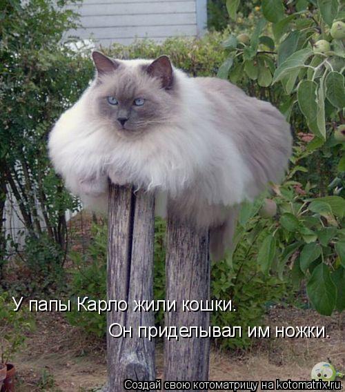 У папы Карло жили кошки. Он приделывал им ножки.... Котоматрица: У папы Карло жили кошки. Он приделывал им ножки.