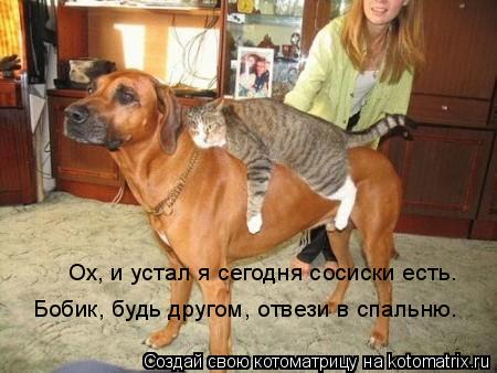 Котоматрица: Ох, и устал я сегодня сосиски есть. Бобик, будь другом, отвези в спальню.