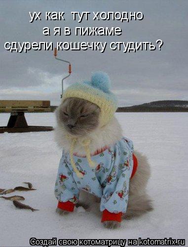 ух как тут холодно а я в пижаме сдурели кошечку студить?... Котоматрица: ух как тут холодно а я в пижаме сдурели кошечку студить?