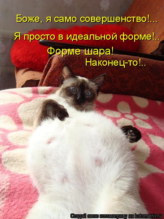 Боже, я само совершенство!... Я просто в идеальной форме!.. Форме шара! Наконец-то!..... Котоматрица: Боже, я само совершенство!... Я просто в идеальной форме!.. Форме шара! Наконец-то!..