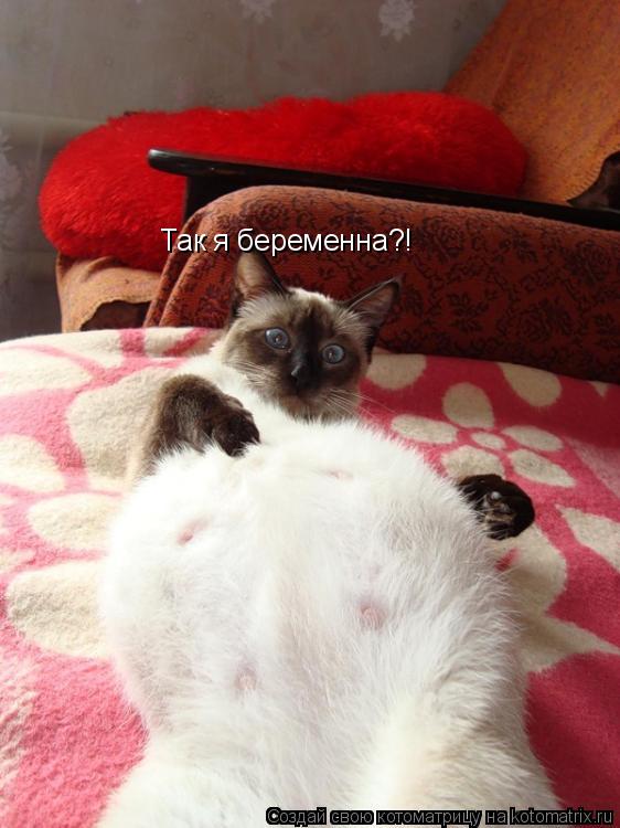Так я беременна?!... Котоматрица: Так я беременна?!