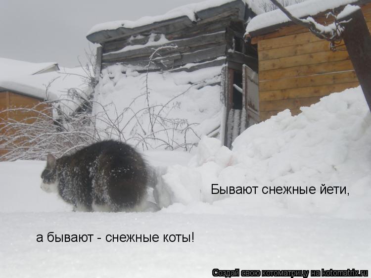 Бывают снежные йети, а бывают - снежные коты!... Котоматрица: Бывают снежные йети, а бывают - снежные коты!
