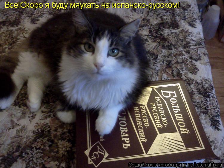 Все!Скоро я буду мяукать на испанско-русском!... Котоматрица: Все!Скоро я буду мяукать на испанско-русском!