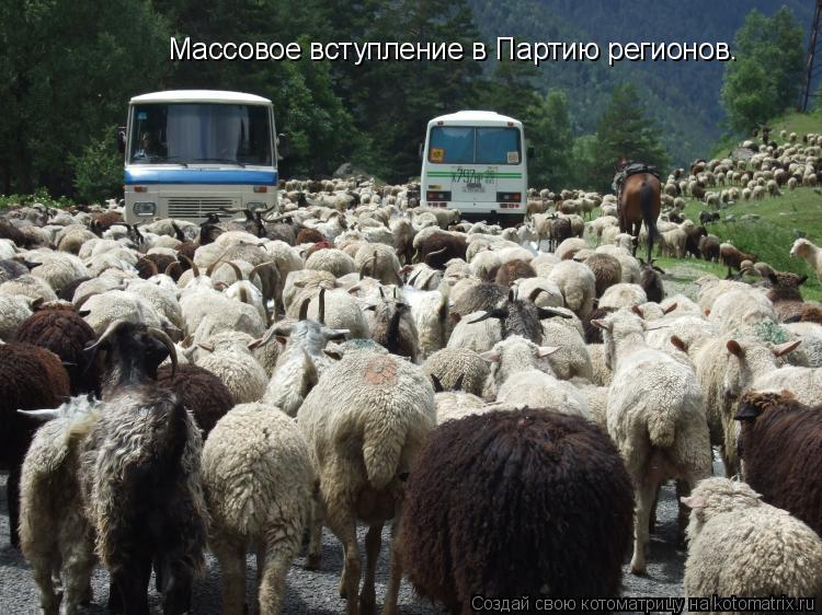 Массовое вступление в Партию регионов.... Котоматрица: Массовое вступление в Партию регионов.