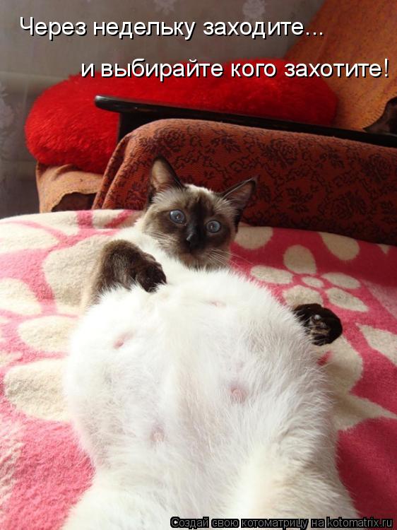 Через недельку заходите... и выбирайте кого захотите!... Котоматрица: Через недельку заходите... и выбирайте кого захотите!