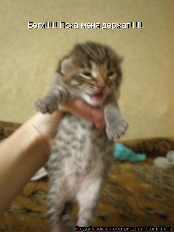Беги!!!!! Пока меня держат!!!!!... Котоматрица: Беги!!!!! Пока меня держат!!!!!