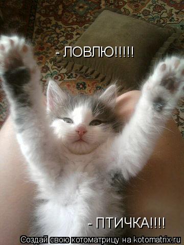 - ПТИЧКА!!!! - ЛОВЛЮ!!!!!... Котоматрица: - ПТИЧКА!!!! - ЛОВЛЮ!!!!!