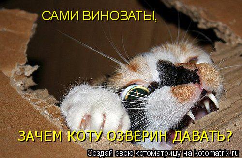 САМИ ВИНОВАТЫ, ЗАЧЕМ КОТУ ОЗВЕРИН ДАВАТЬ?... Котоматрица: САМИ ВИНОВАТЫ, ЗАЧЕМ КОТУ ОЗВЕРИН ДАВАТЬ?