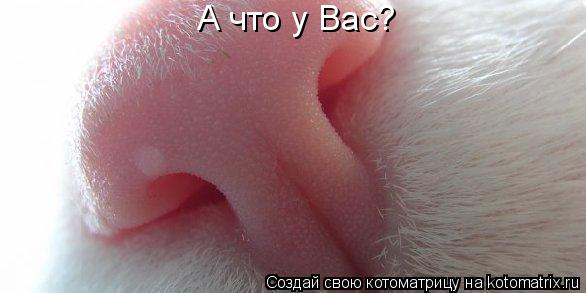А что у Вас?... Котоматрица: А что у Вас?