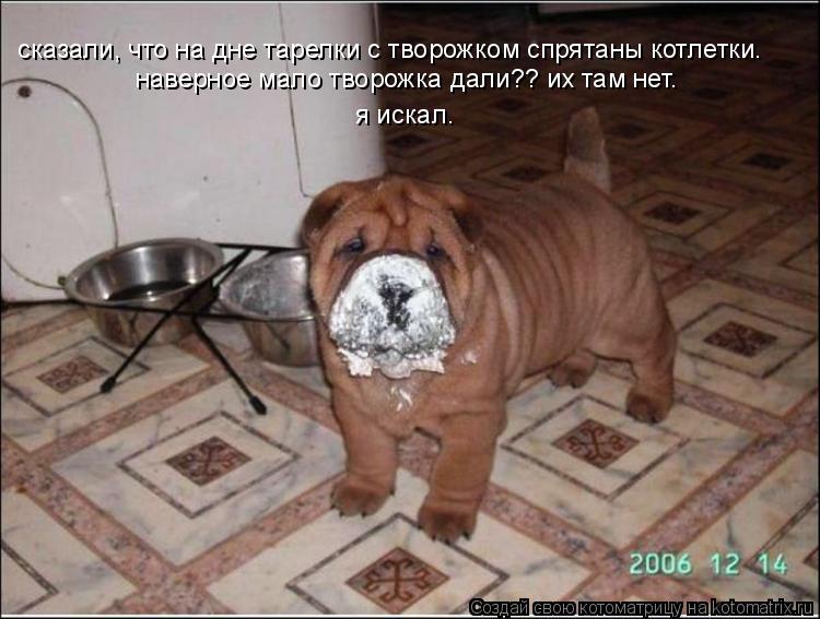 сказали, что на дне тарелки с творожком спрятаны котлетки. наверное мало творожка дали?? их там нет. ... Котоматрица: сказали, что на дне тарелки с творожком спрятаны котлетки. наверное мало творожка дали?? их там нет. я искал.