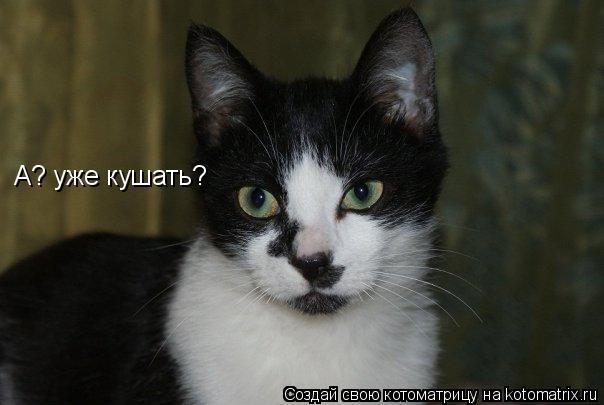 А? уже кушать?... Котоматрица: А? уже кушать?
