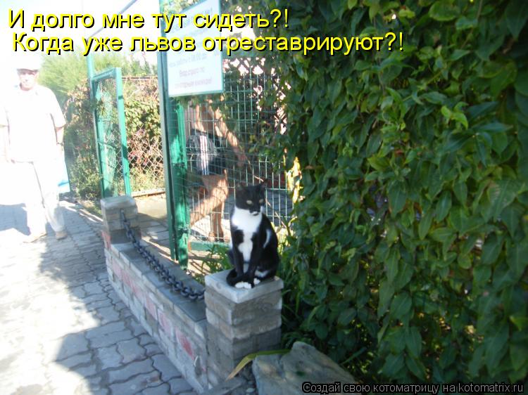 И долго мне тут сидеть?! Когда уже львов отреставрируют?!... Котоматрица: И долго мне тут сидеть?! Когда уже львов отреставрируют?!