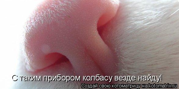 С таким прибором колбасу везде найду!... Котоматрица: С таким прибором колбасу везде найду!