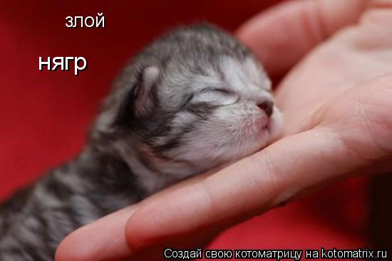 злой нягр... Котоматрица: злой нягр