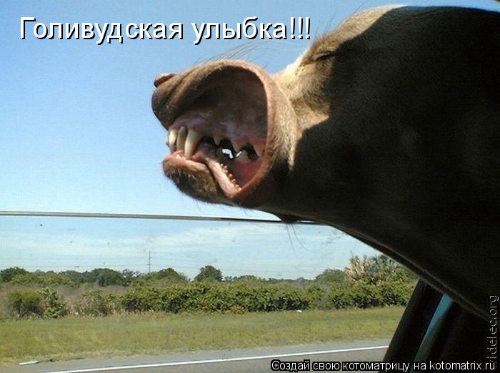 Голивудская улыбка!!!... Котоматрица: Голивудская улыбка!!!