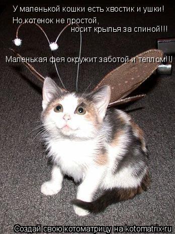 Котоматрица: У маленькой кошки есть хвостик и ушки! Но котенок не простой,  носит крылья за спиной!!! Маленькая фея окружит заботой и теплом!!!