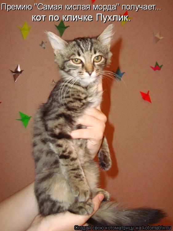 Премию "Самая кислая морда" получает... кот по кличке Пухлик.... Котоматрица: Премию "Самая кислая морда" получает... кот по кличке Пухлик.