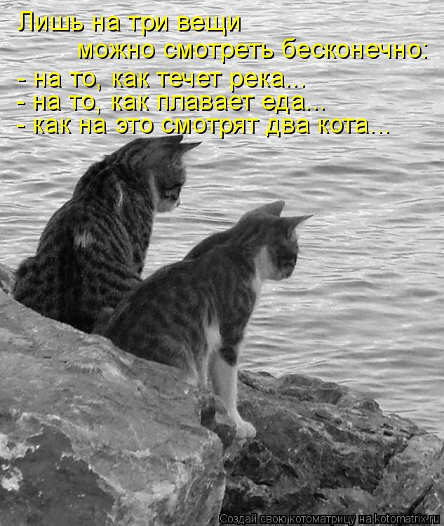 Лишь на три вещи можно смотреть бесконечно: - на то, как течет река... - на то, как плавает еда... -... Котоматрица: Лишь на три вещи можно смотреть бесконечно: - на то, как течет река... - на то, как плавает еда... - как на это смотрят два кота...