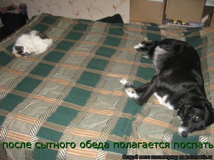 после сытного обеда полагается поспать... Котоматрица: после сытного обеда полагается поспать