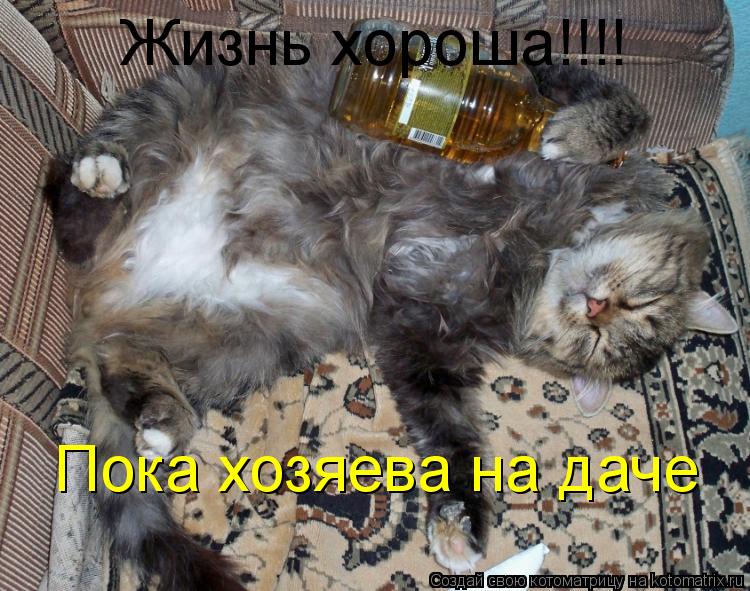 Жизнь хороша!!!! Пока хозяева на даче... Котоматрица: Жизнь хороша!!!! Пока хозяева на даче