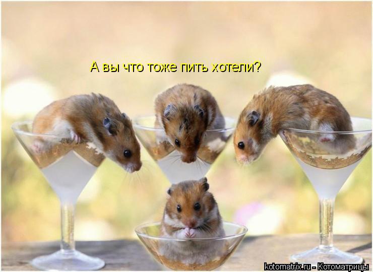 А вы что тоже пить хотели?... Котоматрица: А вы что тоже пить хотели?