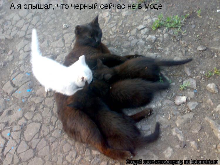 А я слышал, что черный сейчас не в моде... Котоматрица: А я слышал, что черный сейчас не в моде