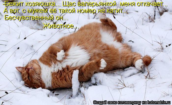 -Бежит хозяюшка... Щас валерьянкой меня откачает... А вот, с мужем её такой номер не катит... Бесчу... Котоматрица: -Бежит хозяюшка... Щас валерьянкой меня откачает... А вот, с мужем её такой номер не катит... Бесчувственный он... Животное...