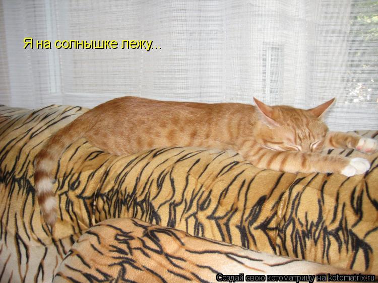 Я на солнышке лежу...... Котоматрица: Я на солнышке лежу...