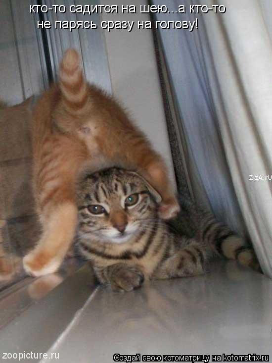 кто-то садится на шею...а кто-то не парясь сразу на голову!... Котоматрица: кто-то садится на шею...а кто-то не парясь сразу на голову!