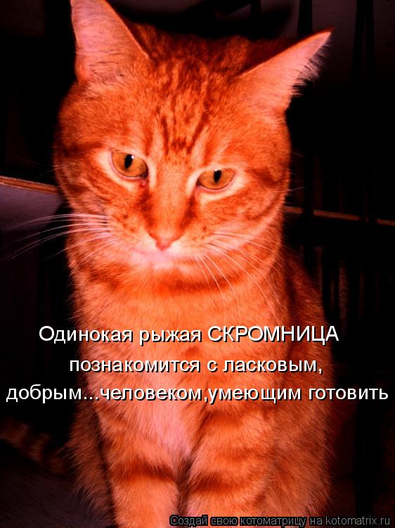 Одинокая рыжая СКРОМНИЦА познакомится с ласковым, добрым...человеком,умеющим готовить... Котоматрица: Одинокая рыжая СКРОМНИЦА познакомится с ласковым, добрым...человеком,умеющим готовить