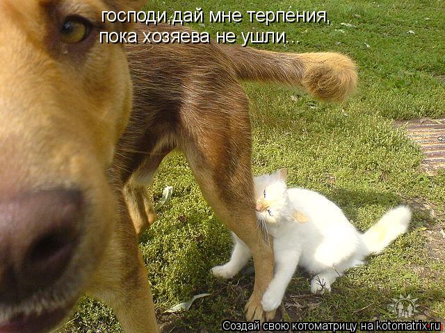 господи,дай мне терпения, пока хозяева не ушли...... Котоматрица: господи,дай мне терпения, пока хозяева не ушли...