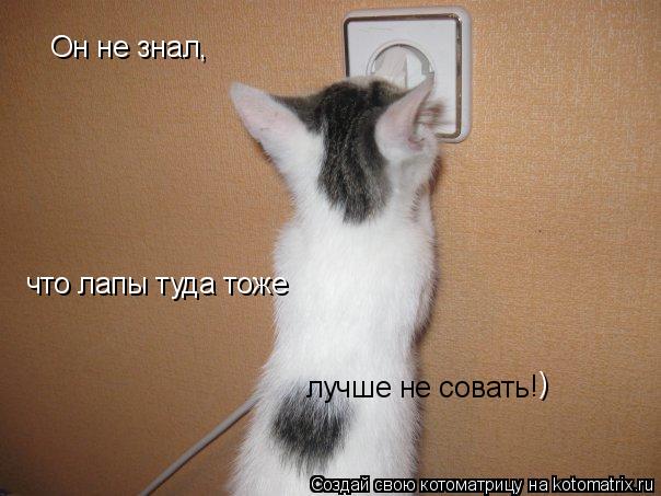Он не знал, что лапы туда тоже лучше не совать ! )... Котоматрица: Он не знал, что лапы туда тоже лучше не совать ! )