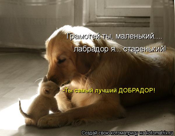 Грамотей ты, маленький.... -Ты самый лучший ДОБРАДОР! лабрадор я... старенький!... Котоматрица: Грамотей ты, маленький.... -Ты самый лучший ДОБРАДОР! лабрадор я... старенький!