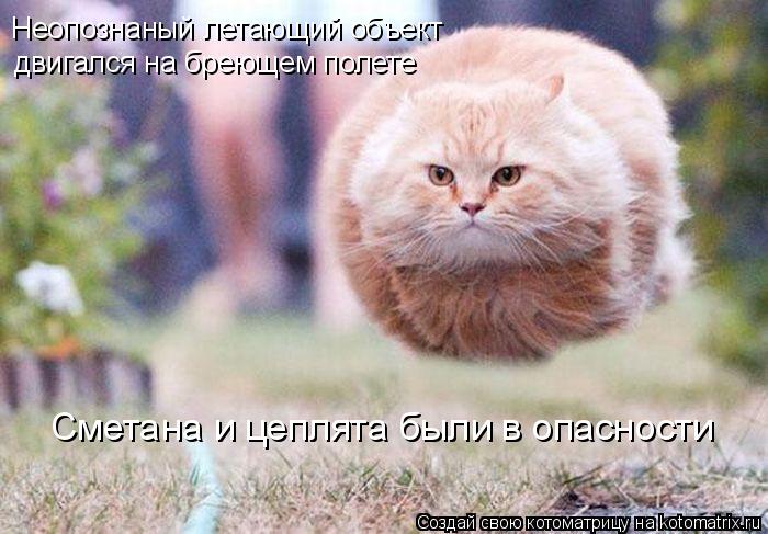 Неопознаный летающий объект двигался на бреющем полете Сметана и цеплята были в опасности... Котоматрица: Неопознаный летающий объект двигался на бреющем полете Сметана и цеплята были в опасности