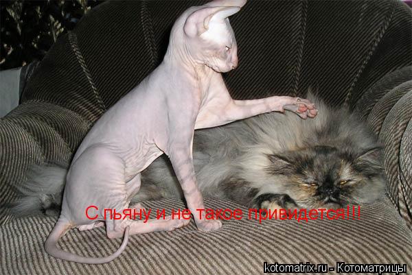 С пьяну и не такое привидется!!!... Котоматрица: С пьяну и не такое привидется!!!